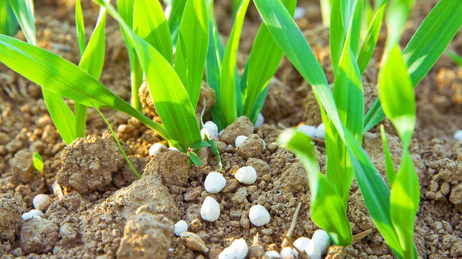 Nitrogênio em milho.