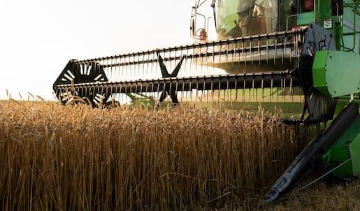 Colheitadeira de trigo executa processo de debulha e limpeza dos grãos durante a operação