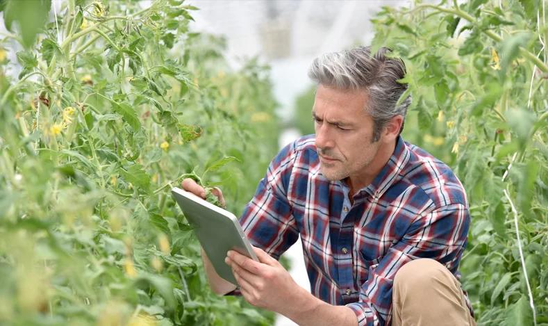 Agricultor observa a tela do tablet para analisar os dados da operação na lavoura