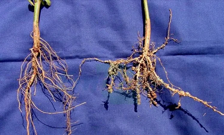 Em comparação a uma planta saudável, a raíz da espécie infestada pelos nematóides apresentam deformações