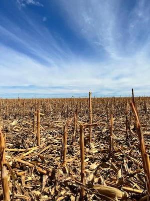 Área com restos da lavoura de milho em período de vazio sanitário