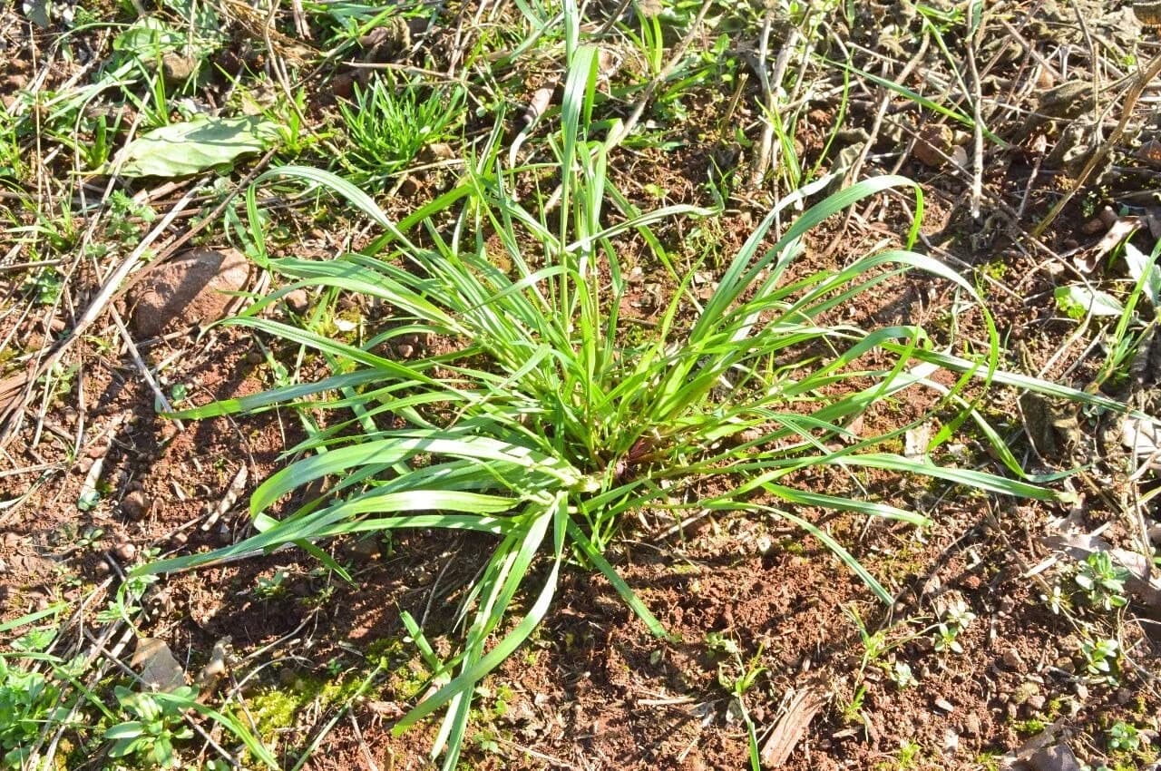 Área com ocorrência do azevém