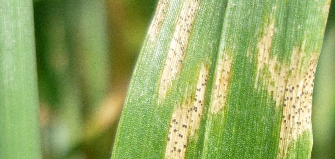 Enfermedad foliar en cereal de invierno durante un año Niño