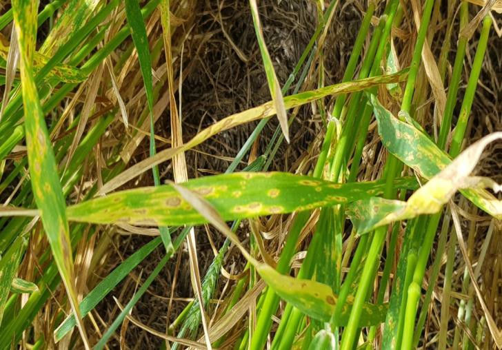 Síntomas de enfermedades foliares en cultivo de trigo