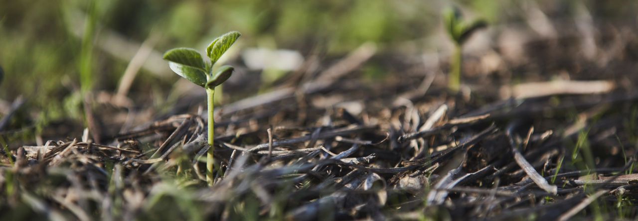 Header image of a plant emerging from a field. 