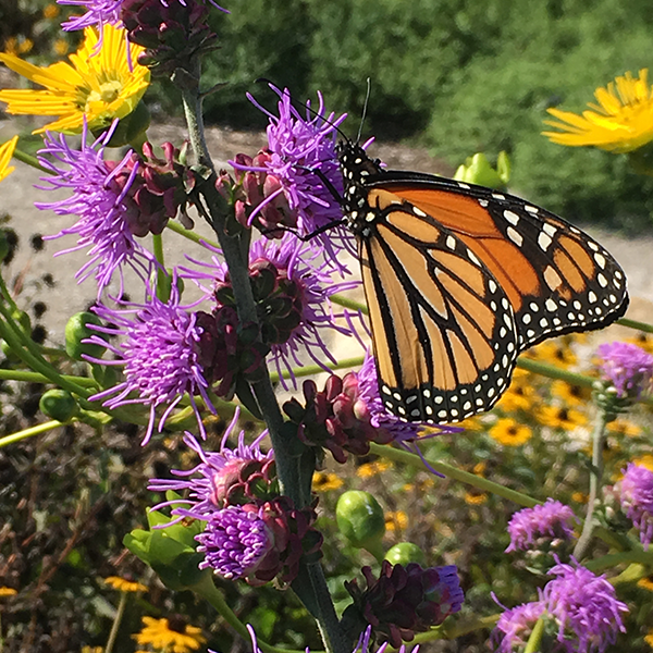 HabiTally: A Habitat-Tallying App to Support Monarch Conservation