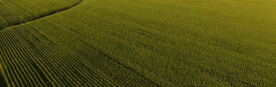Panning video across a green field with the FieldView Advisor logo
