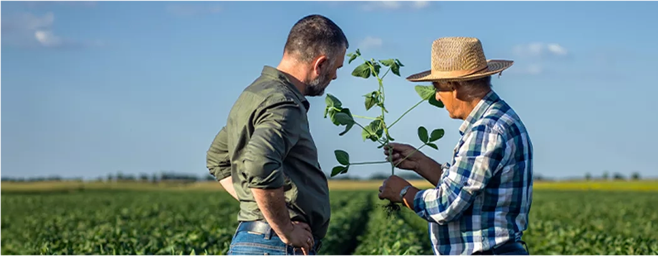 Agricultores examinando plantação